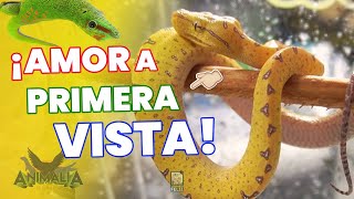 ¡REPTILES PERRONES EN EXPO ANIMALIA Primavera 2024  El Terrario Feliz [upl. by Johnath]