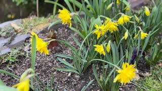 Rip Van Winkle Daffodils  Fritillaria imperialis  meleagris  Heather  All beside the Pond [upl. by Bertsche]