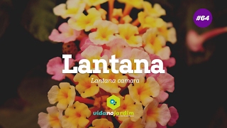 Lantana 64  Dicas rápidas [upl. by Etnaihc]