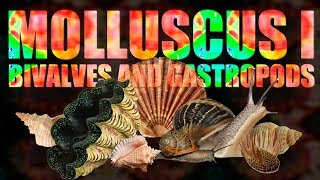 Mollusca I  Bivalves and Gastropods [upl. by Oiluig868]