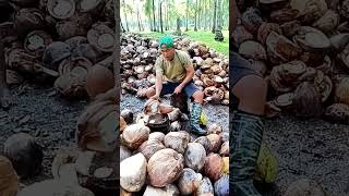 This guys coconut cutting technique will improve your skills [upl. by Sachiko]