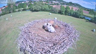 Storchennest Alfeld Leine  Zum ersten Mal allein zuhause  12052024 [upl. by Tate]