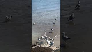 Birds and the beach [upl. by Terbecki]