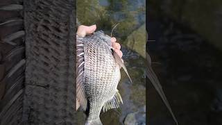 28cm bream release fishing bait [upl. by Attenra24]