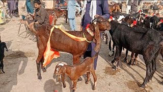 Bakra Mandi Sahiwal Betal Nagra Bacchon wali Bakrinya Naveed Khan Goats Fram 03135363101 [upl. by Artinahs]