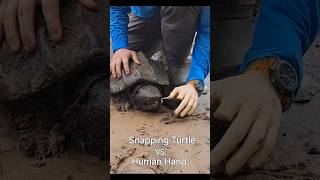 Snapping Turtle vs Human Hand [upl. by Camus]