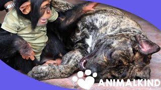 Tiny chimp and mastiff have the cutest friendship [upl. by Niamrej421]