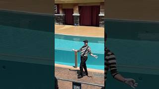 Oh sassy 🤭😂 Mime SeaWorld seaworldmime seaworldorlando funny seaworld [upl. by Eednas417]