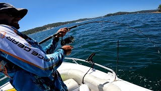 Monster Fish at Hawkesbury River Unstoppable fishing fishinglife fish [upl. by Goodrow]