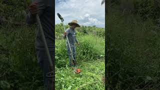 Remedio muito bom vidanaroça safradecafe agro vivernaroca [upl. by Aihsekat980]