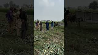 Silage making process farming business [upl. by Hazelton]