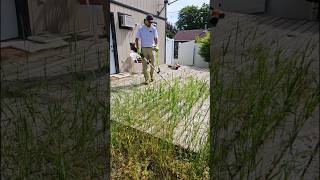 Tall Grass Cleanup 🌿 lawncare cleaning satisfying [upl. by Bonaparte]