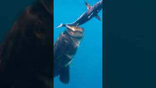 Giant Grouper Eats Bonito Underwater [upl. by Sampson]