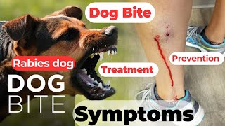 dog bite  rabies dog  rabies dog symptoms  dog bite treatment  rabies dog video  rabies [upl. by Sucramraj]