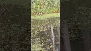 Wood Ducks Swimming Down the Canal [upl. by Okeim]