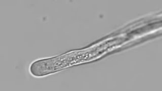 Petunia Pollen Tube Growth with Cytoplasmic Streaming  Cyclosis [upl. by Uos362]