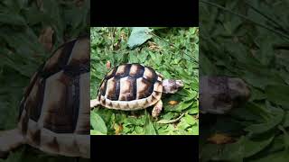 Southern European Marginated Tortoise Hatchling [upl. by Wake]