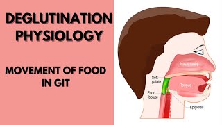 Deglutination physiology notes Mastication and Deglutination [upl. by Corkhill]