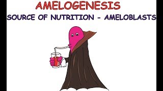 Amelogenesis  Part1 Nutrition [upl. by Kralc]