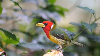 Redheaded Barbet in Ecuador [upl. by Kelda]