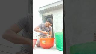 Seaweed fertilizer for plants ☺️ Terrace garden vlog ashorttalesbykumar  shorts vlog [upl. by Accalia789]