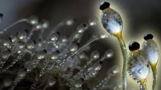 Fungus Cannon In Super Slow Motion  Slo Mo  Earth Unplugged [upl. by Nylknarf]