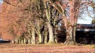 Steindlallee in Herbstfarben  HolzkirchenBayern [upl. by Lierbag]