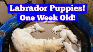 Labrador Puppies 1 Week Old [upl. by Arrais]