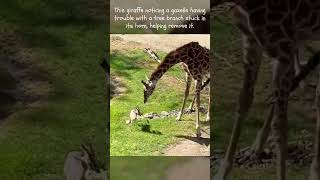 Giraffe Helps Impala animals wildlife [upl. by Ecineg]