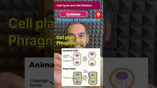 Cell Cycle and Cell Division 9  Cytokinesis [upl. by Yonit]