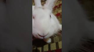 Cute baby rabbit 🐰🥺  babyrabbit   rabbit  dreamrabbits [upl. by Prebo]