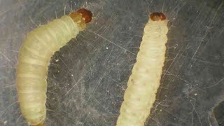 Litchi Worm  Lychee worm  larvae of Plodia Interpunctella Moth Indian Meal Moth [upl. by Prospero779]