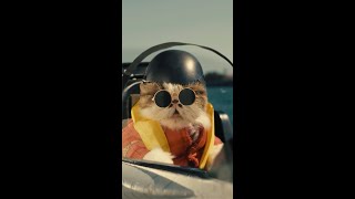 Top Gun but with cats shorts [upl. by Naitsirhc]