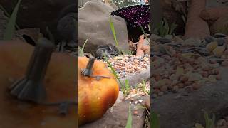 Fall Field Mouse Visits the Feeder pennsylvania mouse nature mice cute harvestmouse [upl. by Baggott]