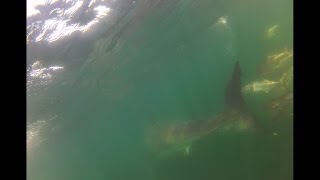 Great White off Chatham Mass underwater video [upl. by Leonore]