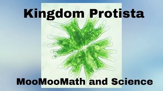 Kingdom Protista [upl. by Laughlin]