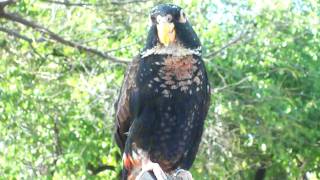 Bronze Wing Pionus [upl. by Alfy806]