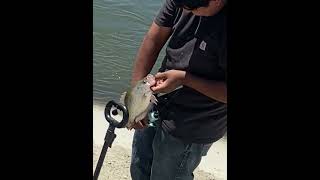 BAKERSFIELD AQUADUCT fishing catfish catchingfish catfishing fishingtechniques shark [upl. by Enid]