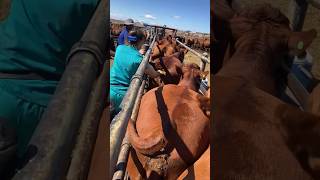 Ultrasound diagnostics of Aberdeen cows cows veterinary [upl. by Phillie892]