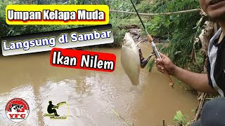 UMPAN BARU DI LEMPAR LANGSUNG DI SAMBAR IKAN NILEMMELEM [upl. by Anibor20]