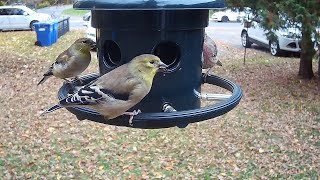 Backyard Birds on Squirrel Buster Plus 4  Campark TC02 Trail Camera with Macro Filter [upl. by Hylan]