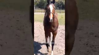 Yearlings  Potros  Thoroughbred Breed  RAC3LAND [upl. by Nalhsa975]