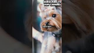 trendingshorts viralvideo animals ad dog cute doglovers subcribe yorkshire terriers part 2 [upl. by Anayia]