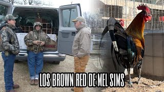 Los Brown Red de Mel Sims [upl. by Aratihc]