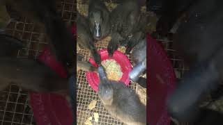 Cayuga Ducklings eating Celery and Carrots cayugaducks babyduck [upl. by Enileuqcaj]