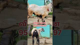 விற்பனை கிருஷ்ணகிரி மாவட்டம் வேப்பனப்பள்ளி tn24sakthivlogs [upl. by Dleifniw]