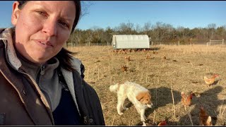 Karakachan Livestock Guardian Dog [upl. by Damian]