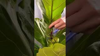 Cutting plants for new growth plants beautiful soilpot soiltypes farming propagation edit [upl. by Kirenoj]