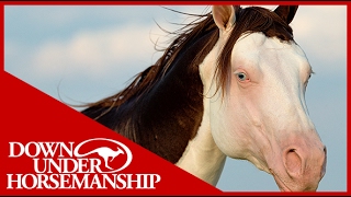 Clinton Anderson Presents Titan a Legend in the Making Lesson 9 Part 1  Downunder Horsemanship [upl. by Stanleigh]