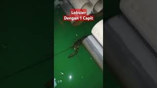 Lobster betina dengan hanya 1 capit🙂 budidayalobsterairtawar udanggalah budidayaudanggalah [upl. by Siriso]